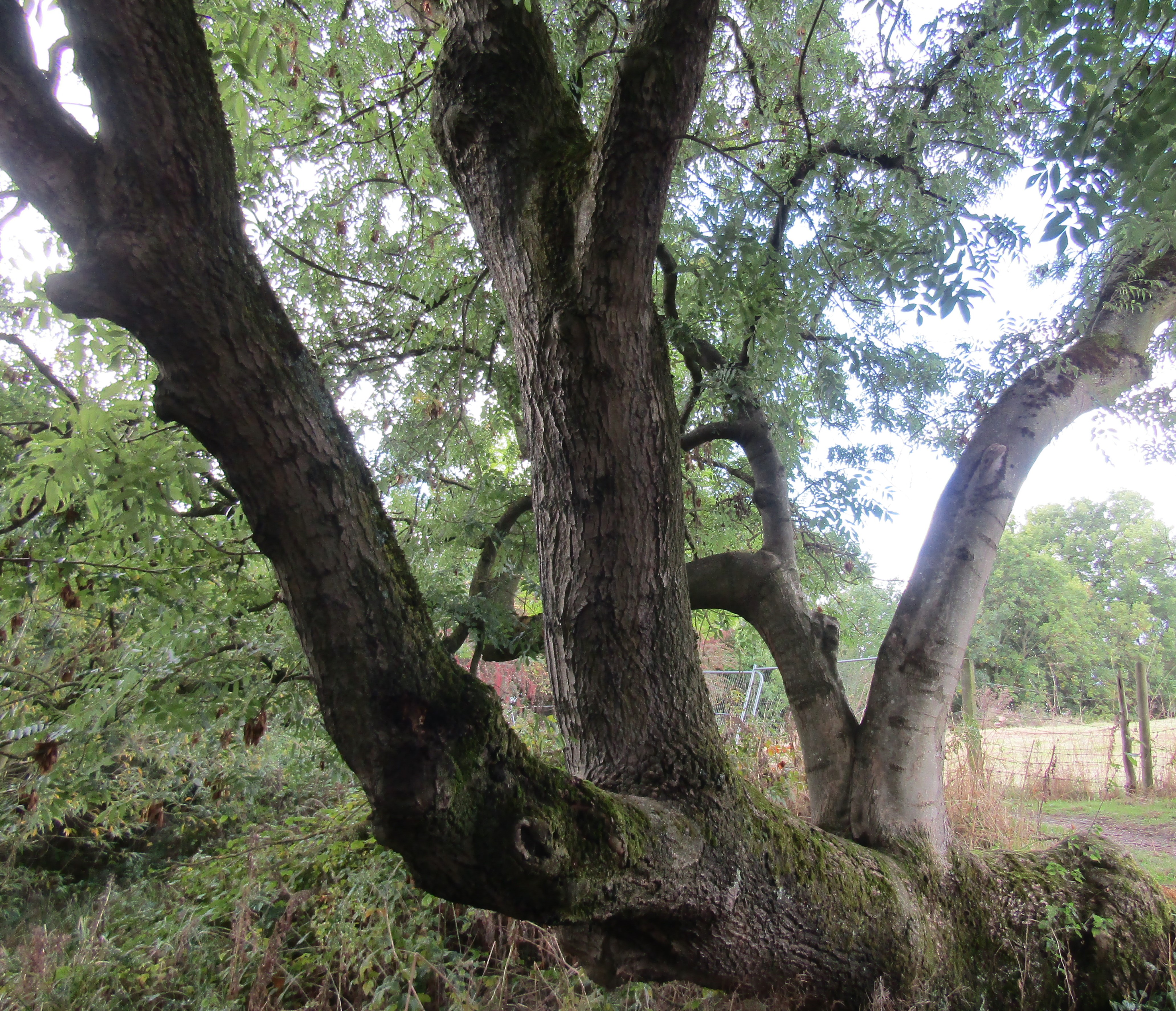 Blog Archive - The Avalon Faery